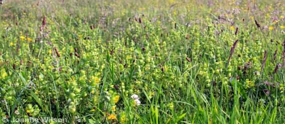 Yellow Rattle